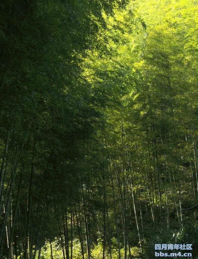 木坑竹海 