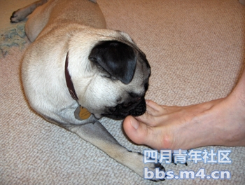 Dog_licking_feet_sm.jpg